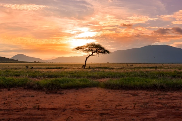 Kilimanjaro